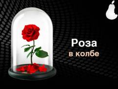 Розы.