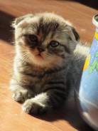 Шотландская вислоухая кошка.