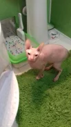 ������. ����