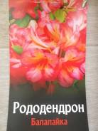 Рододендрон.