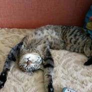 Кошки.