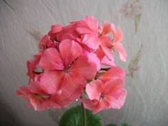 Пеларгония.