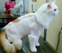 Стрижка кошек.