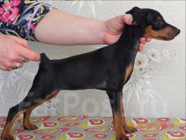 Как приучить цвергпинчера. Цвергпинчер как дрессировать. Карликовый пинчер заводчик. Как приучить цвергпинчера. Дрессировка цвергпинчеров.