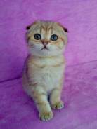 Шотландская вислоухая кошка.