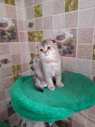 Шотландская вислоухая кошка.