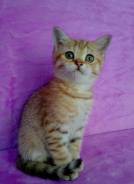 Шотландская прямоухая кошка.