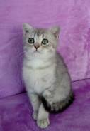 Шотландская прямоухая кошка.