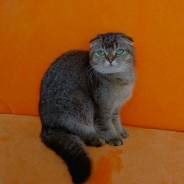 Шотландская вислоухая кошка.