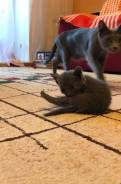 Русская голубая кошка.