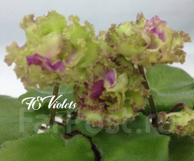 Фиалка allegro pink pistachio фото