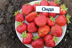 Клубника.