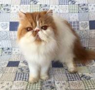 Персидская кошка.