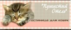 Передержка кошек