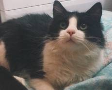 Кот ищет дом