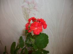 Пеларгония.