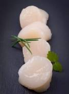 Морской гребешок.