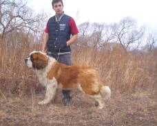 Сенбернар.