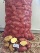 Картофель. Под заказ