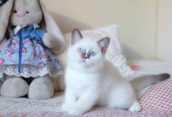 Британская кошка.