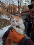 Котик, очаровашка, остался без дома