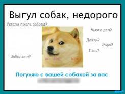 Выгул собак