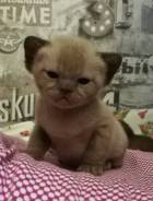 Бурманская кошка.