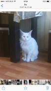 Кот породы Maine coon