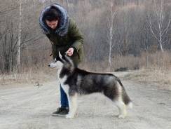 Хаски.