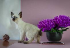 Сиамская кошка.
