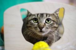 Милая мини кошка Алина