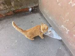 Кошки.