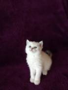 Шотландская кошка.