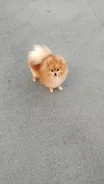 ����������� ����. ����