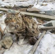Кошка