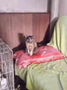 Кошки.