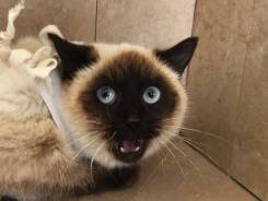Сиамская кошка.