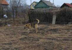 Собаки.