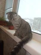 Шотландская вислоухая кошка.