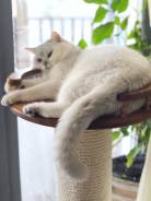 Британская кошка.
