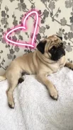 ����. ����