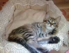 Кошки.