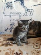 Отдам котёнка