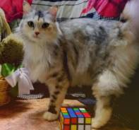 Сибирская кошка.