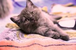 Шотландская прямоухая кошка.