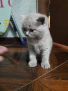 Британская кошка.