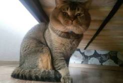 Шотландская кошка.