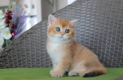 Британская кошка.