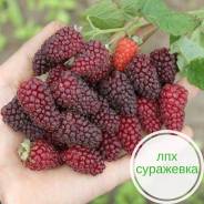 Растения, саженцы, семена.