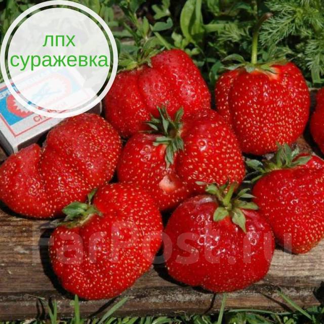 Семена приморской овощной опытной станции в суражевке